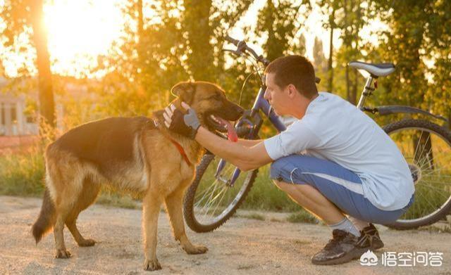 德国名犬图片大全:德国牧羊犬几岁开始步入老年？老了该如何照顾？