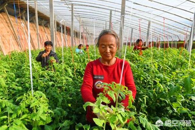 请问农民冬季能够种什么来获得收入？