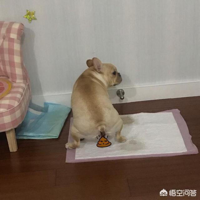 西班牙斗牛犬图片可爱:为何可爱的法斗这么少人养？ 西班牙斗牛犬图片