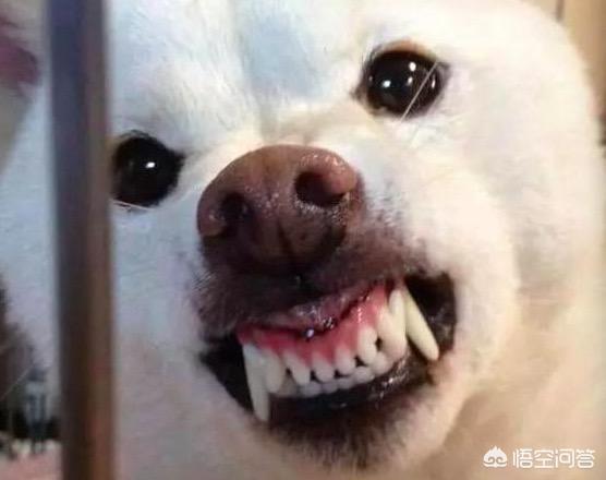 对幼儿友善的狗:对孩子不友善的小型犬有哪些？