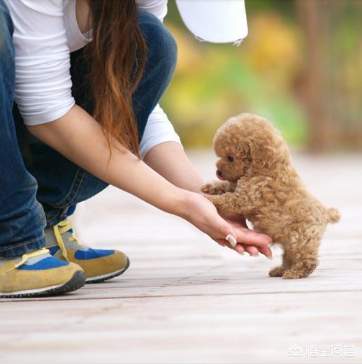 训练乖巧的波尔多犬图片:训练泰迪犬的黄金时期是什么时候？该训练什么？