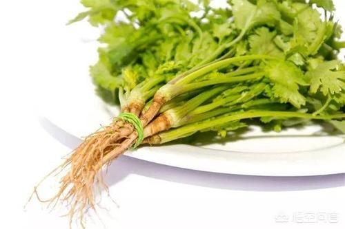 香菜根煮水喝的好处有哪些？插图10