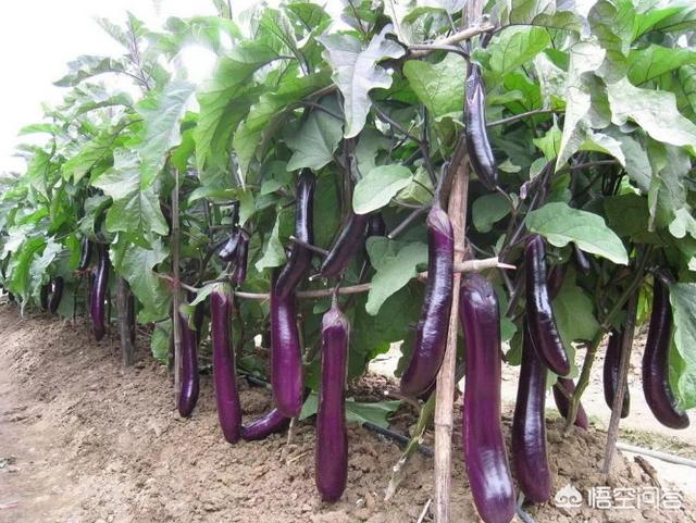 为什么有些老农喜欢给茄子喷醋,喷醋的意义何在？