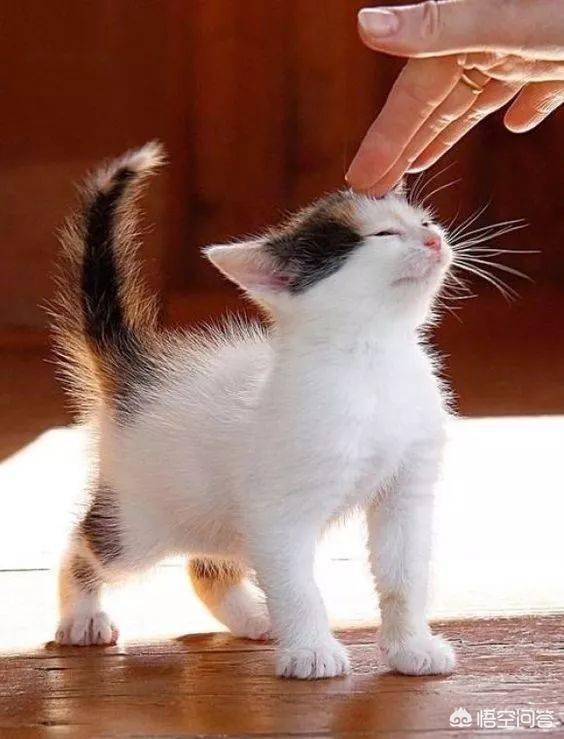 猫的铲屎官是什么意思是什么:猫咪的铲屎官是啥意思 猫咪对主人的情感表达信号，大家了解吗？