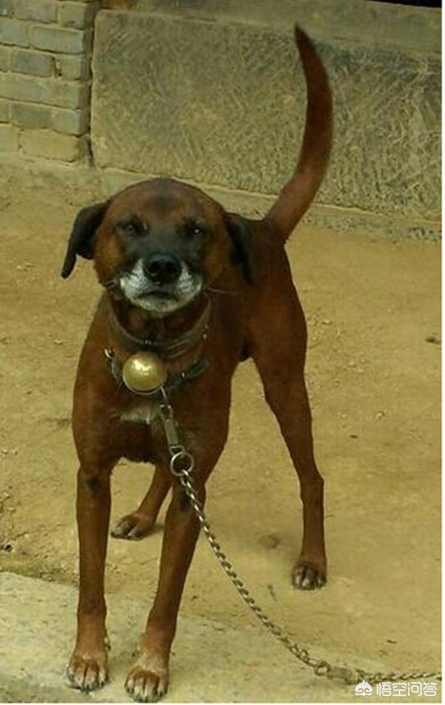 青川犬这种猎狗哪里有？听说打猎很厉害？