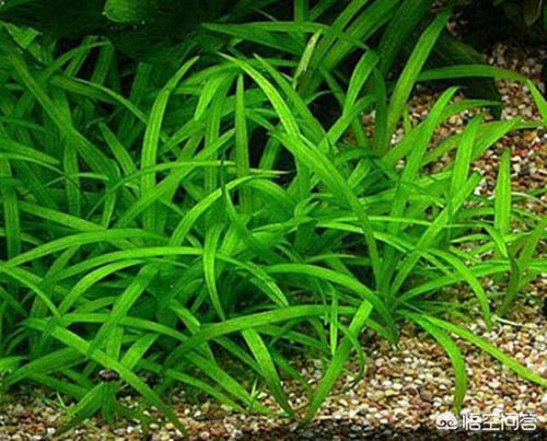 水草造景:水草缸怎样合理造景配阴性水草，有什么好建议吗？