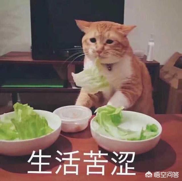 虎使用臼齿捕食吗:食肉动物吃植物能存活吗？