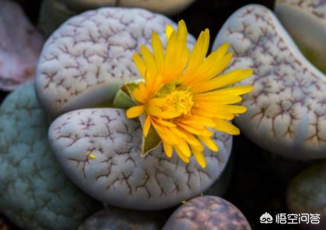 石花长什么样子图片,生石花三年后还能长大吗？