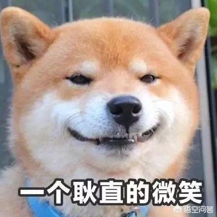 博美犬怎么养:养博美犬有什么注意事项？