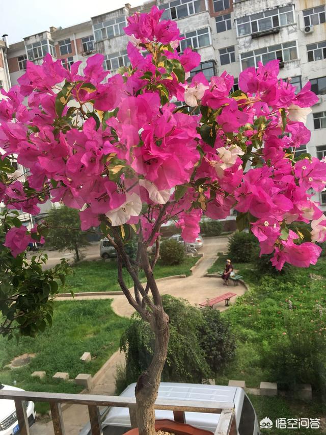 花卉隔着玻璃晒太阳:在室内养的花什么花需要一段就拿出去晒晒太阳？
