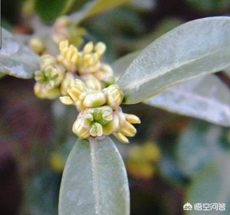 小叶女贞和小蜡树区别:小蜡树和小叶女贞区别 如何区分雀梅与小叶女贞？