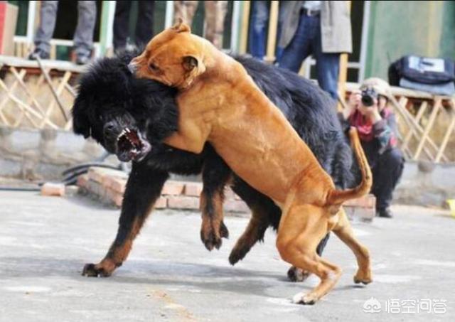 比特狗:比特狗区块链 把五十只比特犬放到非洲草原，能成为一方霸主吗？