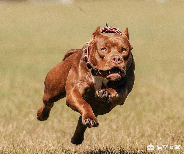 标准比特犬图片:标准比特犬图片大全 把五十只比特犬放到非洲草原，能成为一方霸主吗？