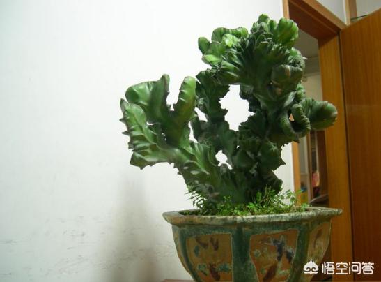 花卉麒麟掌:麒麟掌的养殖方法是什么？