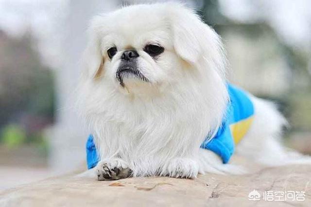 京巴犬怎么养:哪些狗狗心眼最小，最爱记仇？