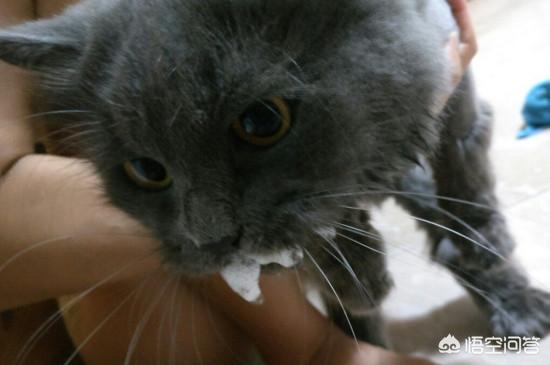 猫咪尼古丁中毒的症状，猫咪中毒后如何第一时间处理