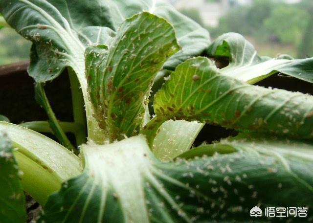 乐果农药残留时间:农药打完几小时下雨有效吗？