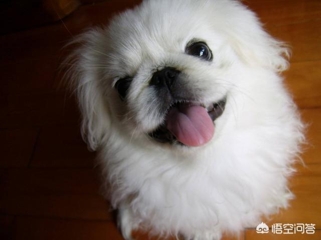 京巴狗:拉布拉多犬、比格犬、秋田犬（或柴犬）、京巴犬哪个更适合饲养？