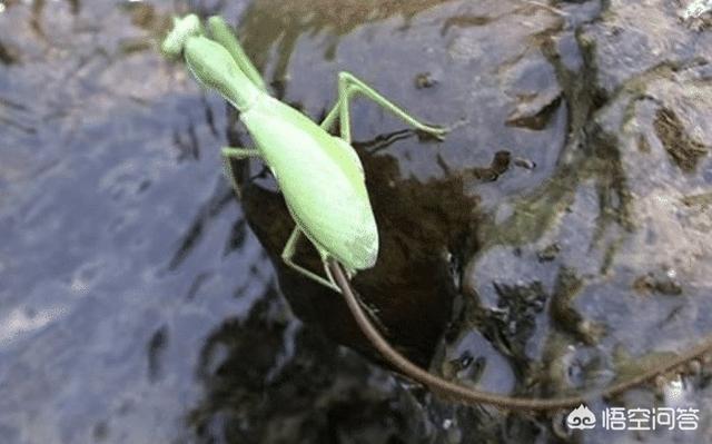 铁线虫是什么，螳螂肚子里有铁线虫的征兆是什么