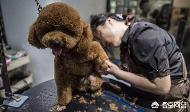 贵宾犬美容图片欣赏:主人做什么，会让泰迪犬感到非常感动的呢？