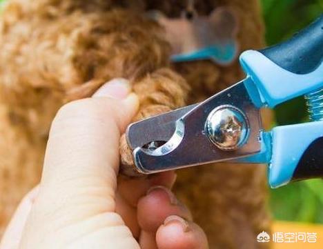 贵宾犬美容泰迪造型:泰迪几岁开始训练效果最好？