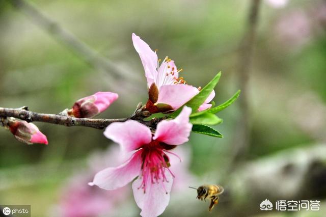 贵州红色吸蜜鹦鹉:请问各位大师傅，贵阳周边现在的蜂群处女王还能分蜂吗？