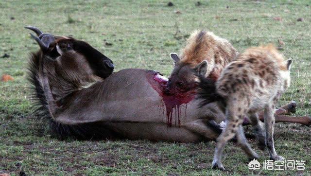 成年鬣狗能不能单挑成年苏门答腊虎?为什么?