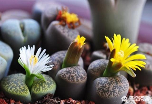 石花治疗什么病,海石花的功效与作用是什么？