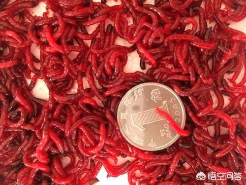 红虫钓鱼:秋冬季野钓鲫鱼鲤鱼用红虫效果怎么样？