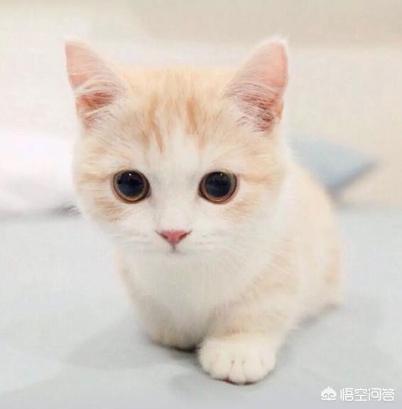 上海西宫花鸟市场的猫:花鸟市场的宠物猫好吗？一般都是带病的吗？怎么挑选猫？