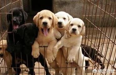 懿飞警卫犬:这个狗狗是不是拉布拉多？