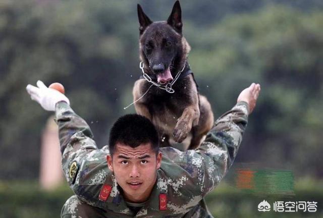 小缉毒犬:你怎么看英国黑帮出20万买立功狗头？