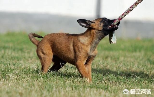 比利时马犬的脖围:马犬受欢迎的原因是什么？