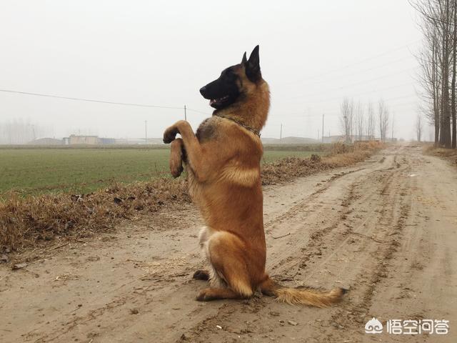 小缉毒犬:你怎么看英国黑帮出20万买立功狗头？