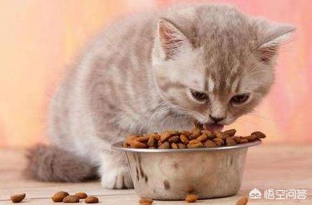 猫吃鱼图片:我家的猫咪不吃鱼只吃猫粮，什么办法可以改变现状？ 猫吃鱼图片可爱图片