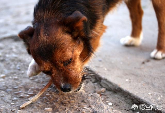 小犬当家:你知道不能对刚到家的狗狗做什么事情吗？