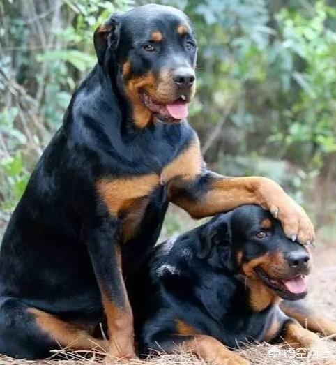 最活泼的缉毒犬:有哪些狗狗可以做军犬？为什么？ 最著名的缉毒犬
