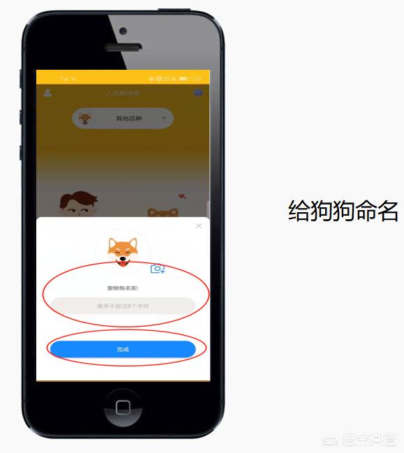狗语翻译器效果如何:狗狗的翻译器管用吗现在？