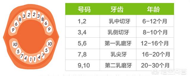 劣质磨牙棒噎得宝宝险窒息，宝宝长牙的顺序是什么怎样给宝宝选择合适的磨牙棒