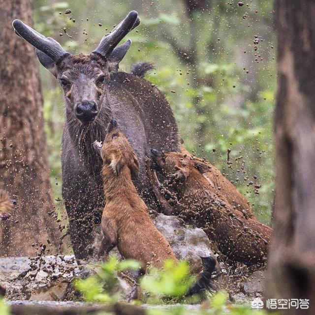 豺狗和鬣狗有什么区别，豺是一种什么动物？和狗有什么关系？