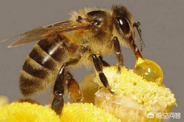 天竺鼠叫声很急促:打开蜂箱蜜蜂叫得厉害是怎么回事？