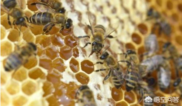 天竺鼠叫声很急促:打开蜂箱蜜蜂叫得厉害是怎么回事？
