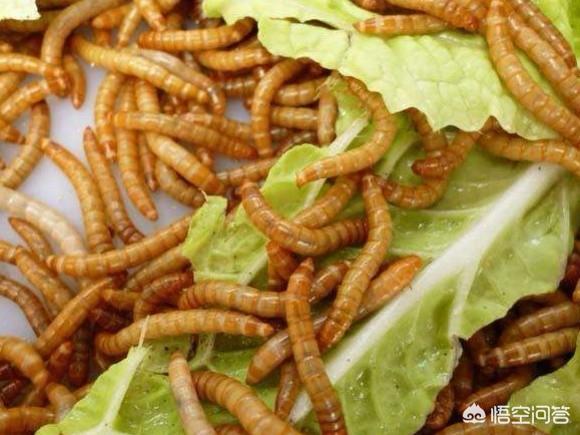 养黄粉虫:我养殖的黄粉虫为什么会出现虫吃虫的情况，该如何处理？