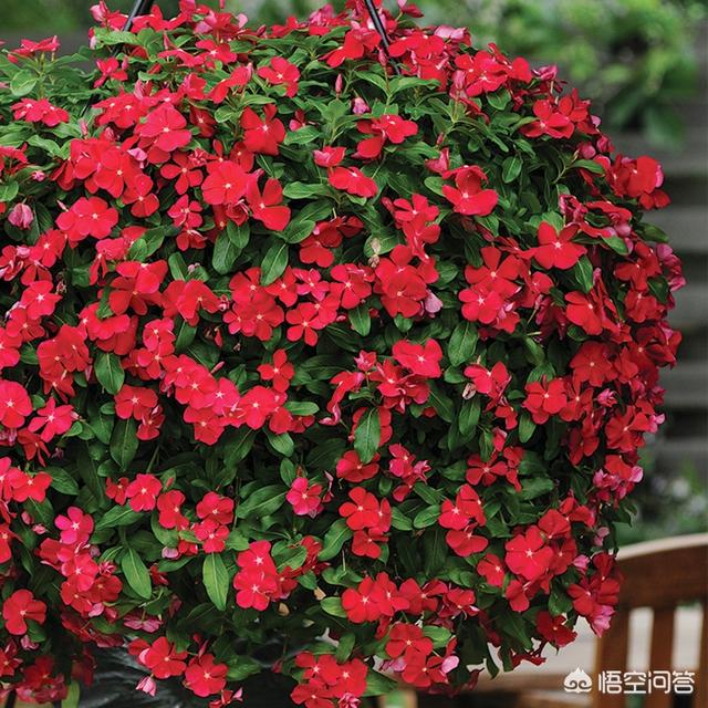 长春花怎么养(长春花怎么养爆盆)