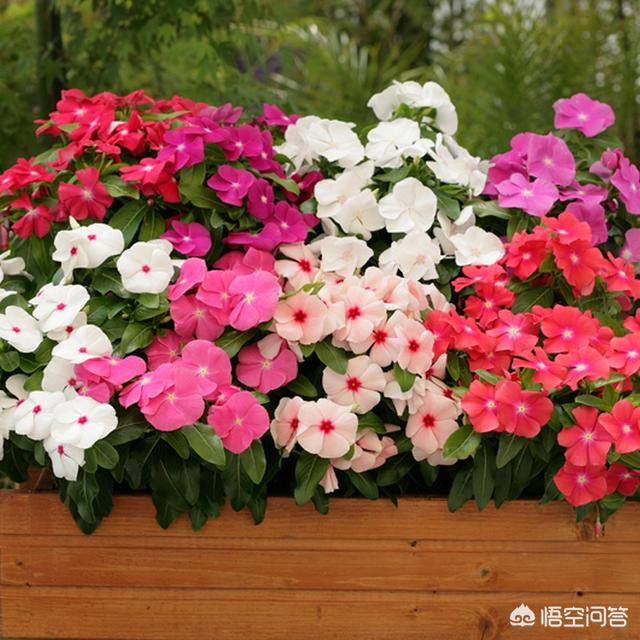 长春花怎么养(长春花怎么养爆盆)