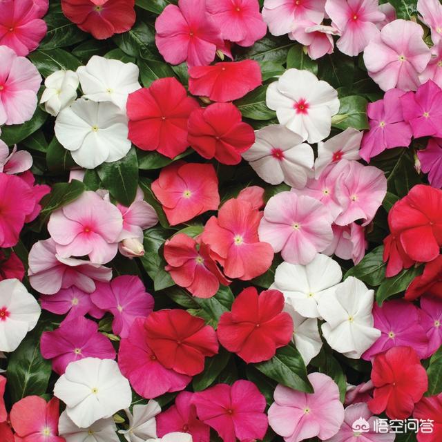 长春花怎么养(长春花怎么养爆盆)