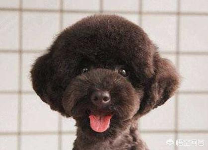 白色贵妇犬图片大全:泰迪狗的毛有几种颜色？白色的泰迪狗好看吗？