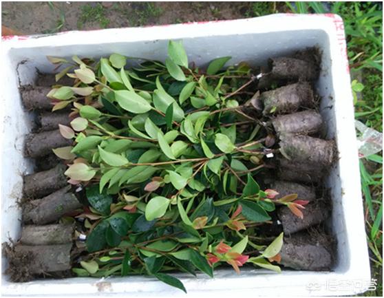 如何提高油茶苗种植成活率？