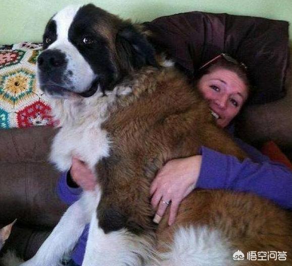 女人和大型狗狗分不开:女生养大型犬有什么好处与坏处吗？