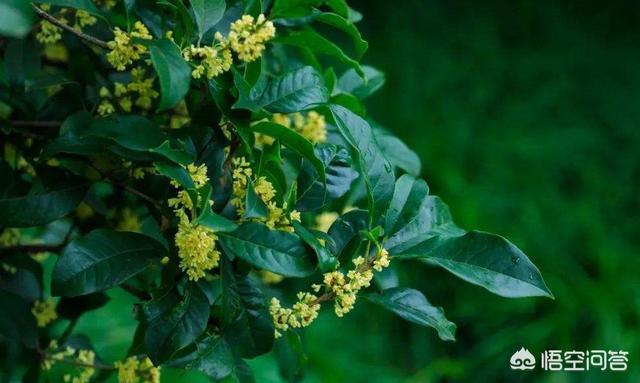 鸟鸣涧的意思:王维的《鸟鸣涧》是否存在季节的错误？